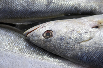 Fish exposed in fish market