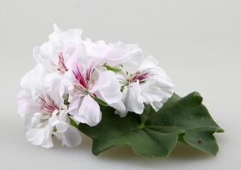 Fototapeta premium Geranium Flowers