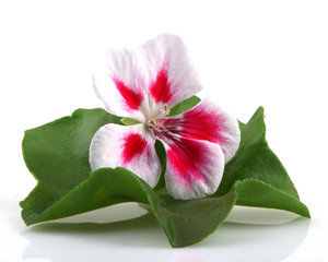 Geranium Flowers