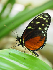 Closeup of Tiger Longwing Butterfly