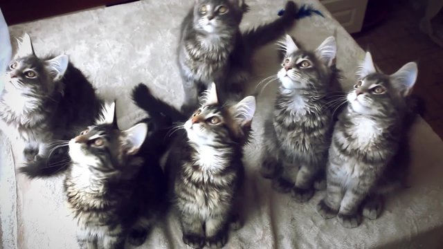 Gray cats moving heads in unison