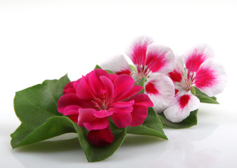 Geranium Flowers