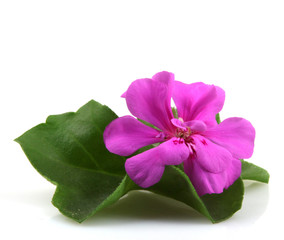 Obraz premium Geranium Flowers