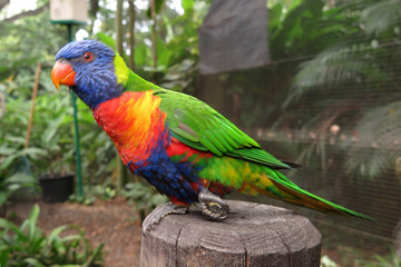 Colourful parrot bird sitting on the perch