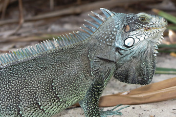Iguane lizard portrait macro, close-up
