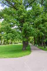 Obraz premium Lime and oak tree