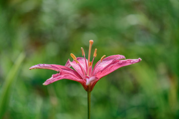Pink Lily on Green Background