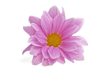 Pink chrysanthemum flower isolated on white background