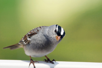 White-crowned sparrow looking