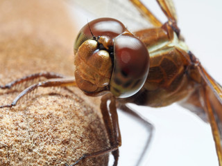 Extreme Closeup of a Dragon Fly