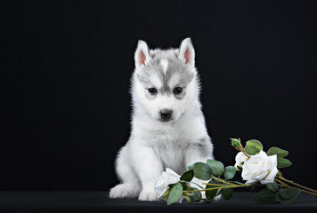 Cute little puppy of syberian husky