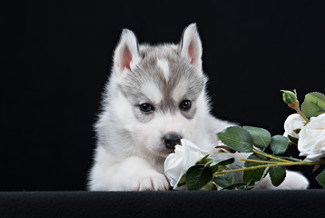 Cute little puppy of syberian husky