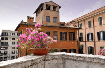 Fototapeta na wymiar Pink flowers at the The Spanish Steps in Rome - Italy