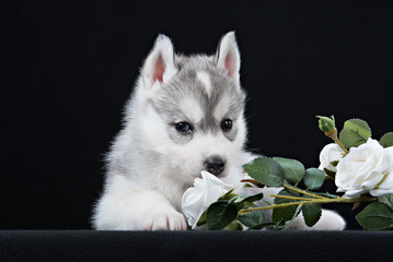 Cute little puppy of syberian husky