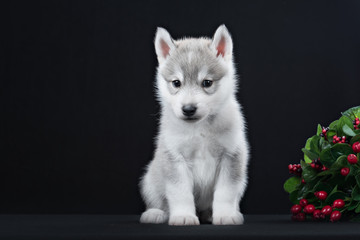 Cute little puppy of syberian husky