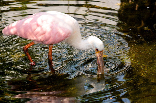 Roseate spoonbill. Very beautiful white and pink bird drinks water directly from the reservoir. Stock photo. - Powered by Adobe
