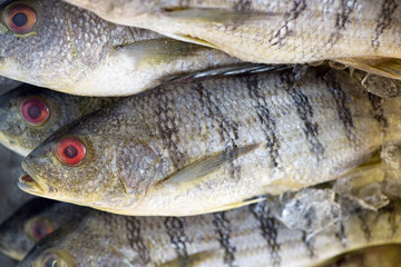 Fish exposed in fish market