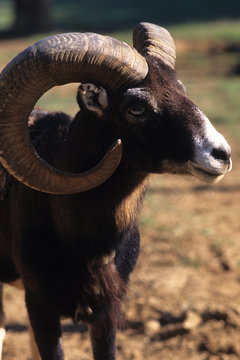 muflone ovis musimon