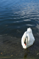 Cigni al parco che nuotano