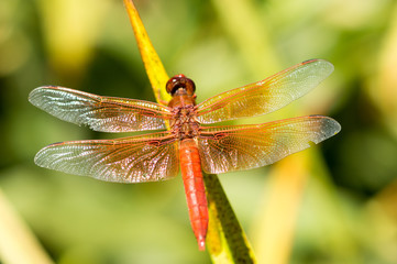 Flame Skimmer (Libellula saturate) male dragonfly perched on a stem. Santa Clara County, California, USA