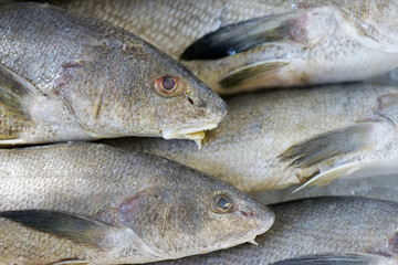 Fish exposed in fish market