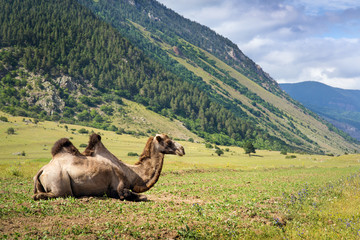 Camel on meadow