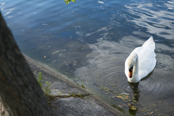 Cigni al parco che nuotano