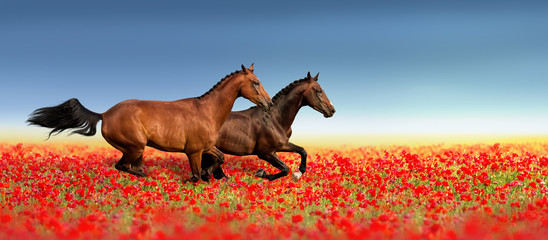 Two stallion run fast in poppy field against blue sky