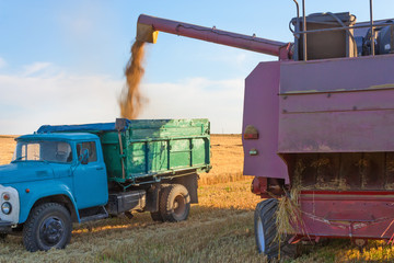 Fototapeta premium Harvester pours grain into a truck