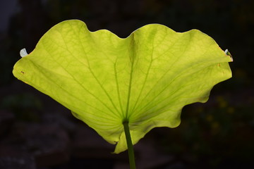 Blatt einer Lotusblum