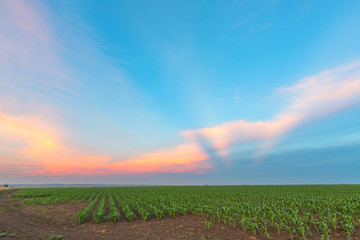 Sunset over maize field