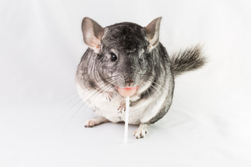 Chinchilla eating lollipop