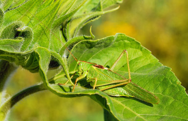 green locust on sunflower leaf
