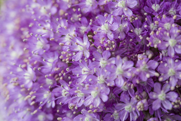Purple flowers macro close up background