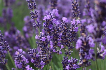Fototapeta premium Lavender field