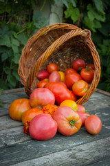 red and yellow tomatoes in wicker basket on an old wooden table