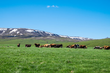 Landscape with a flock of grazing cows in Iceland