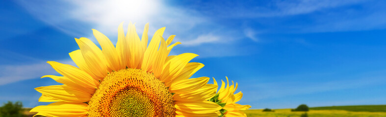 Naklejka premium Sunflower background