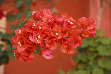 Bougainvillaea Flowers