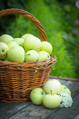 White apple variety Papirovka in a wicker basket on an old woode