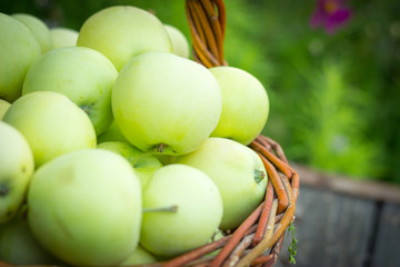 White apple variety Papirovka in a wicker basket on an old woode