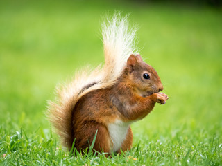 Red Squirrel, Lake District, UK