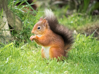 Naklejka na ściany i meble Red Squirrel, Lake District, UK
