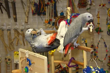 Foto op Canvas African Greys Playing on a Play Stand © Jill Lang