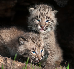 Naklejka na ściany i meble Two Baby Bobcat Kits (Lynx rufus) in Hollow Log