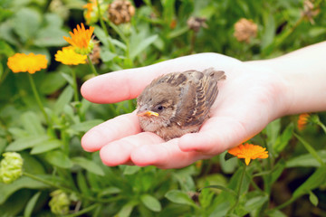 The young bird of the sparrow chicks yellow beak in female hands
