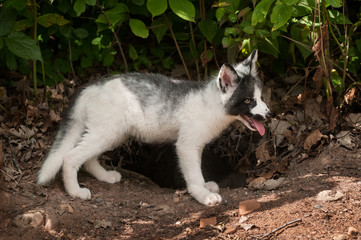 Young Marble Fox (Vulpes vulpes) Looks Right