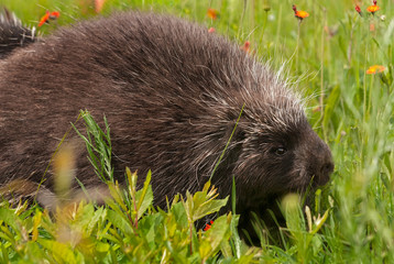 Porcupine (Erethizon dorsatum) Side in Grass