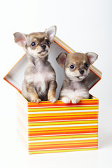 cute puppies chihuahua in box