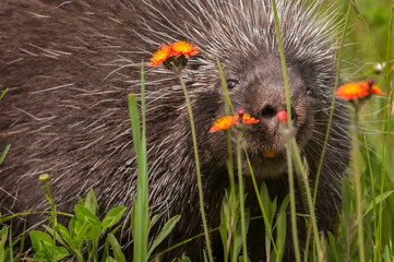 Porcupine (Erethizon dorsatum) Peers Through Flowers